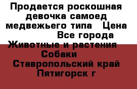 Продается роскошная девочка самоед медвежьего типа › Цена ­ 35 000 - Все города Животные и растения » Собаки   . Ставропольский край,Пятигорск г.